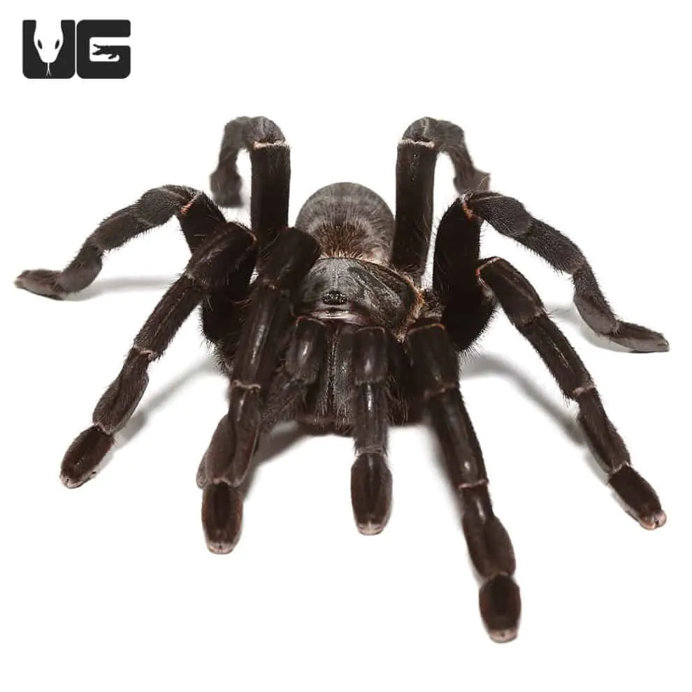 24319 thailand black tarantula characteristics