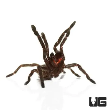 /img/24319-thailand-black-tarantula-feeding.webp
