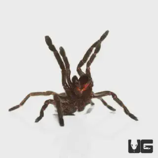 /img/24319-thailand-black-tarantula-feeding.webp