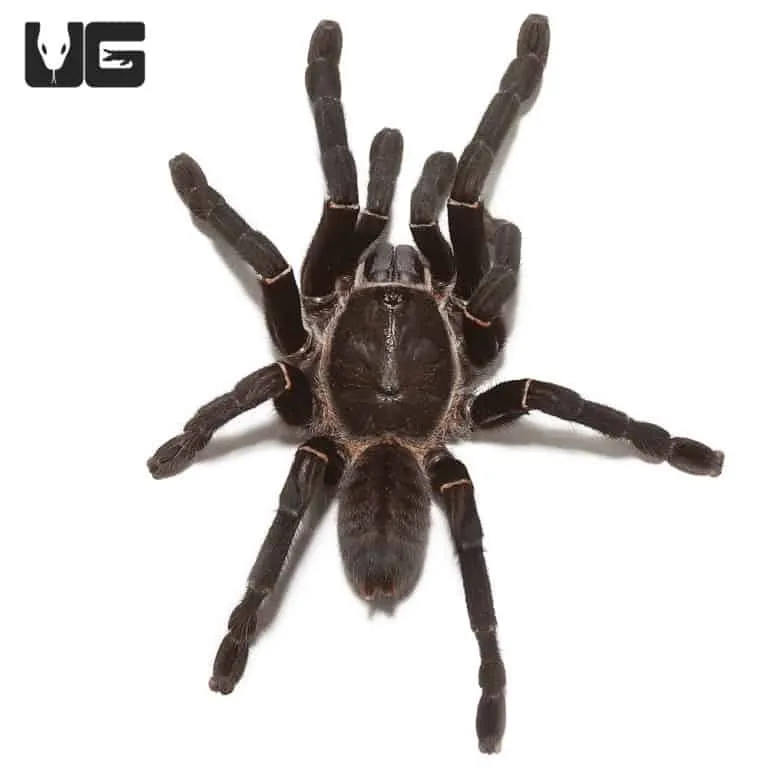 24319 thailand black tarantula habitat