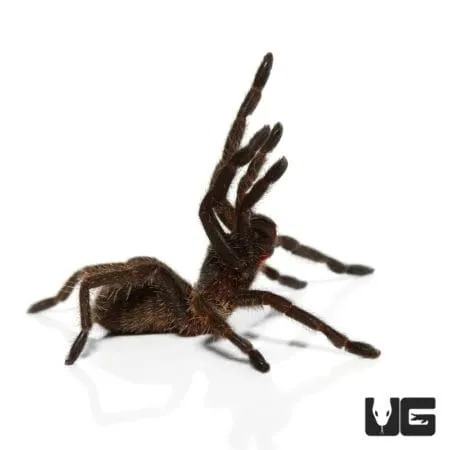 24319 thailand black tarantula housing
