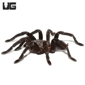 24319 thailand black tarantula main