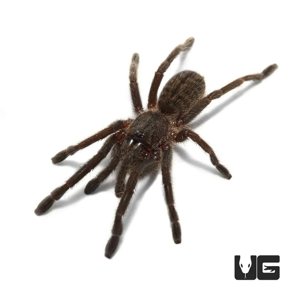 24319 thailand black tarantula size