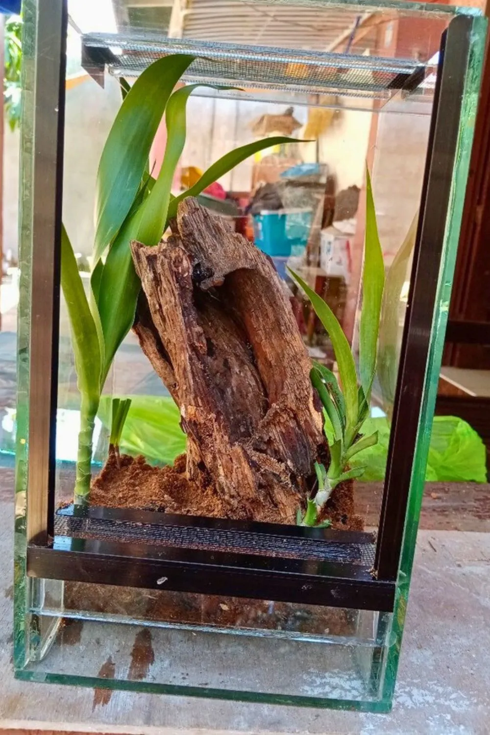 24320 arboreal tarantula species