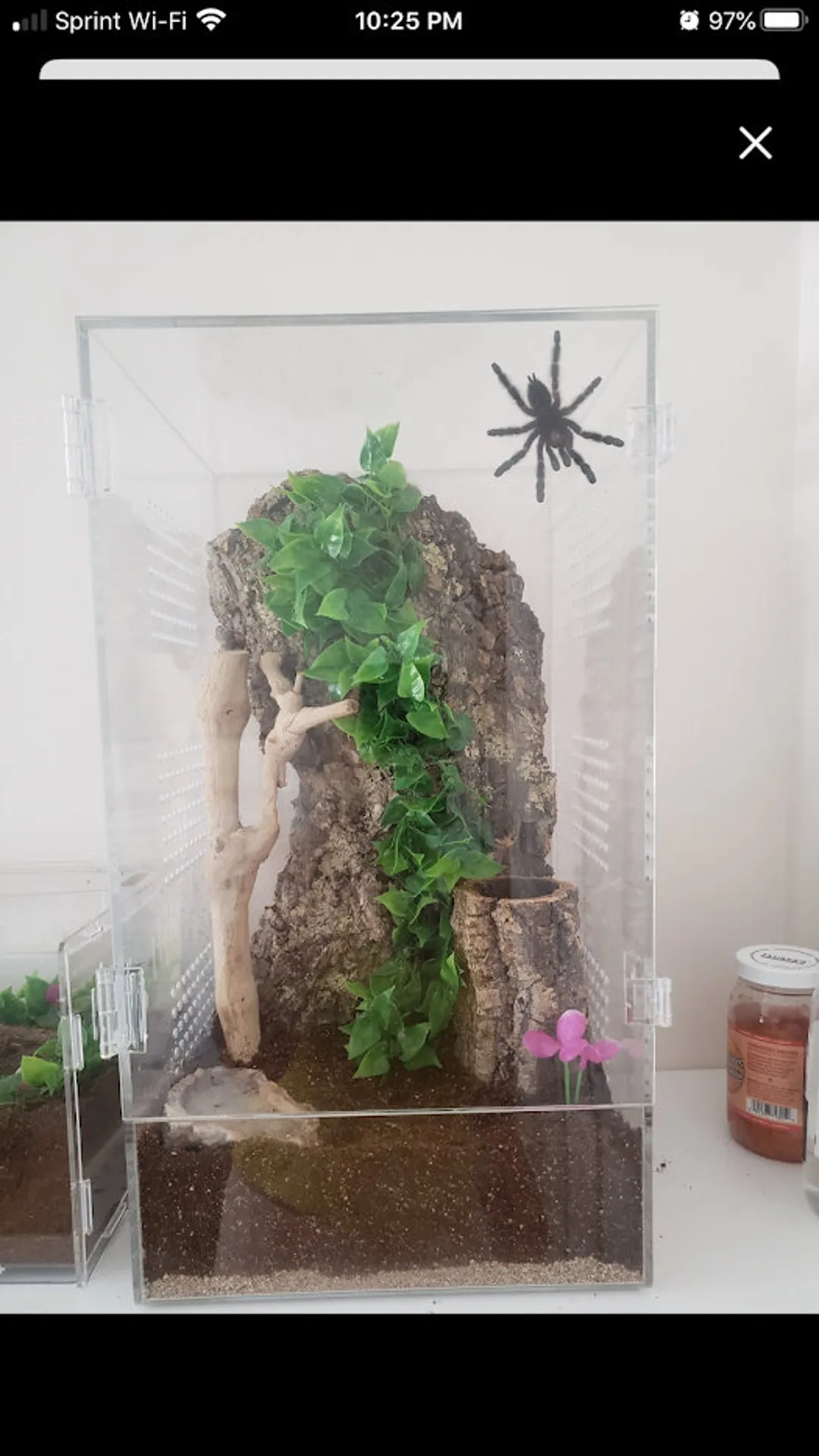 24320 tarantula breeding