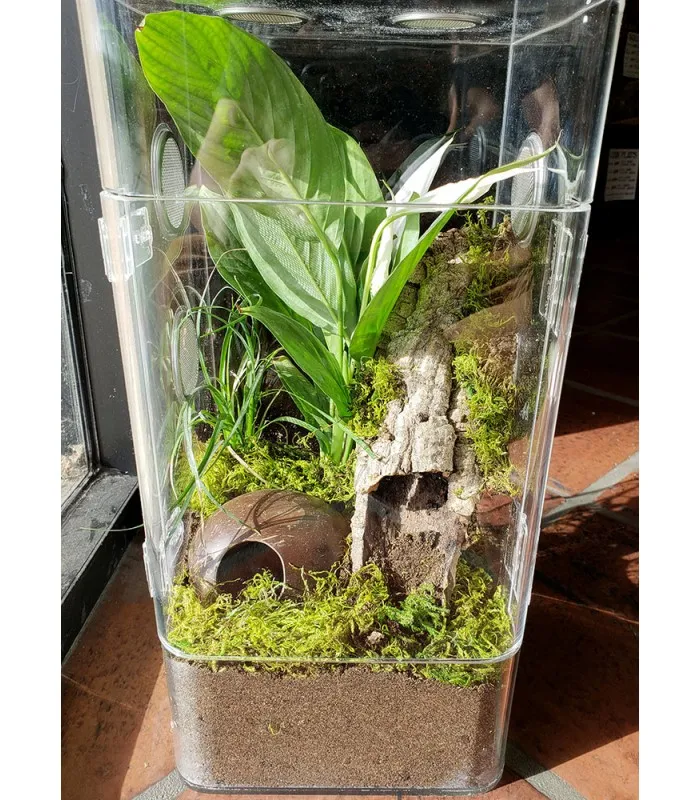 24320 tarantula molting
