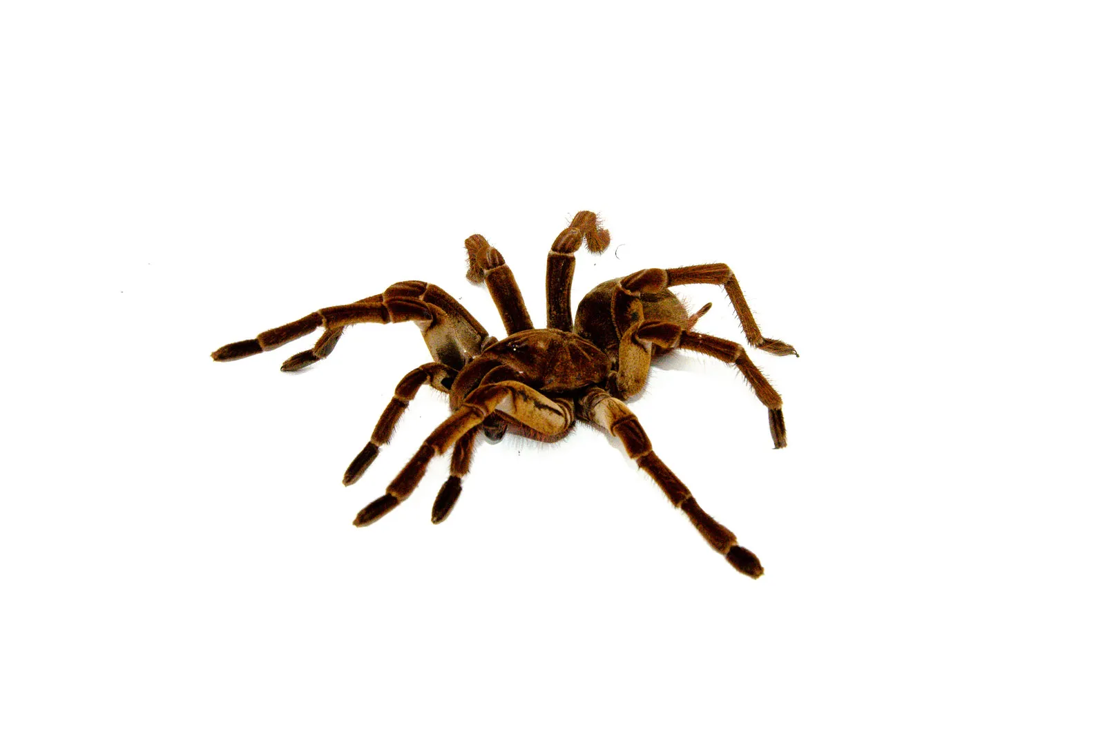 /img/24321-goliath-birdeater-comparison.webp