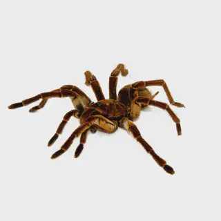 /img/24321-goliath-birdeater-comparison.webp