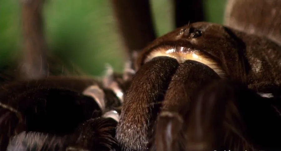 24321 goliath birdeater habitat