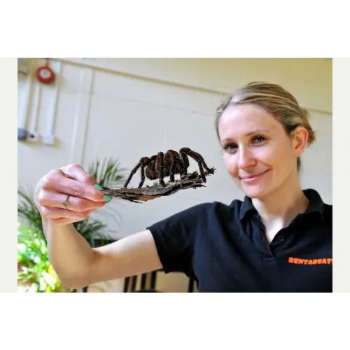 24321 goliath birdeater handling