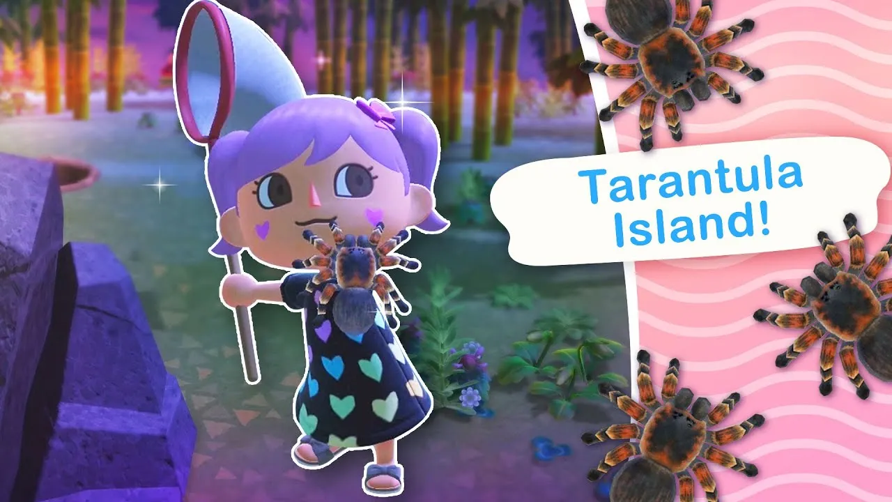 24322 tarantula waiheke island conservation