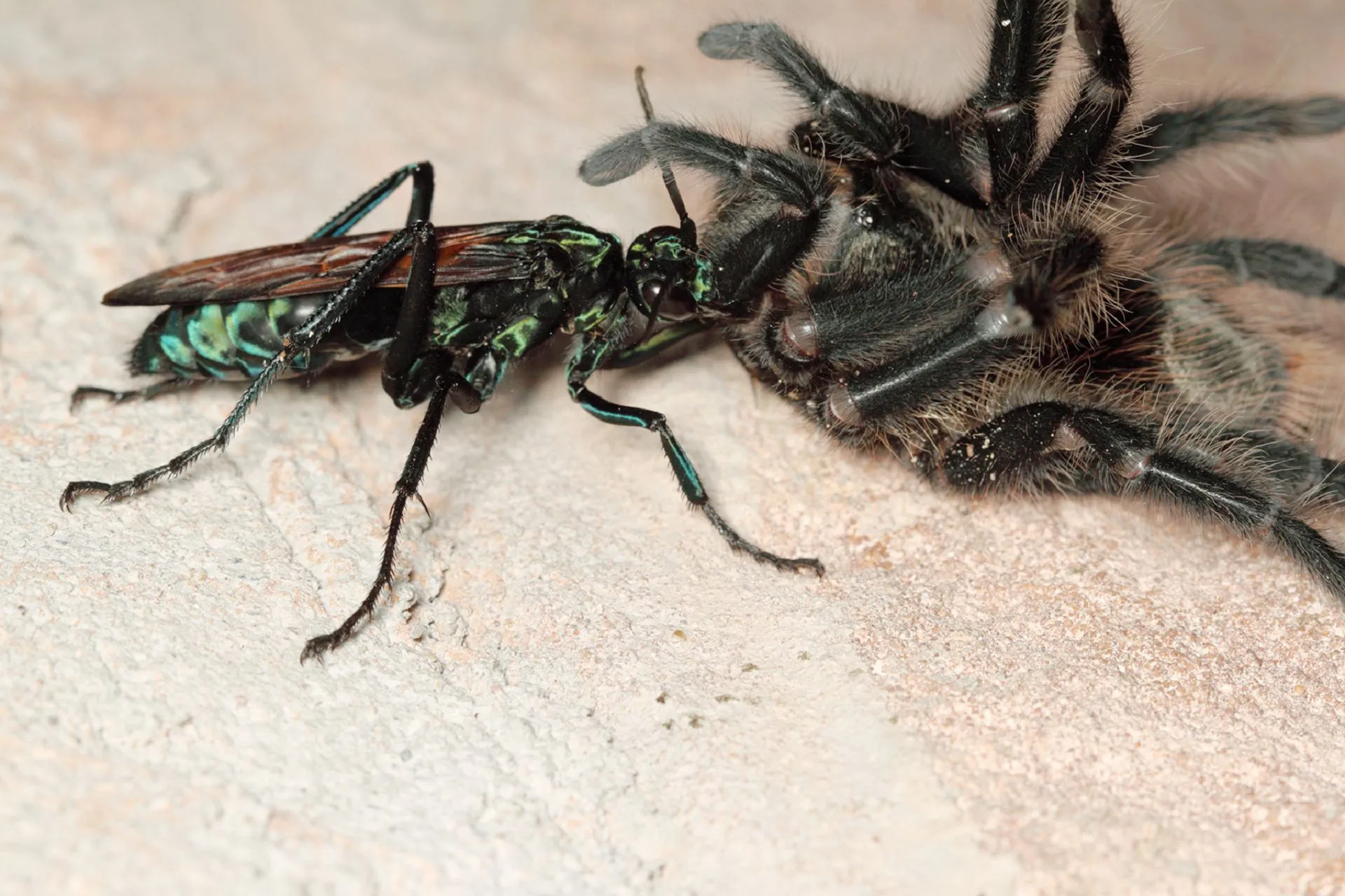 24322 tarantula waiheke island mating