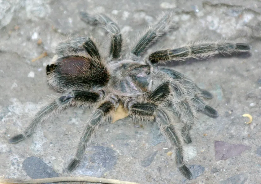 24322 tarantula waiheke island physical