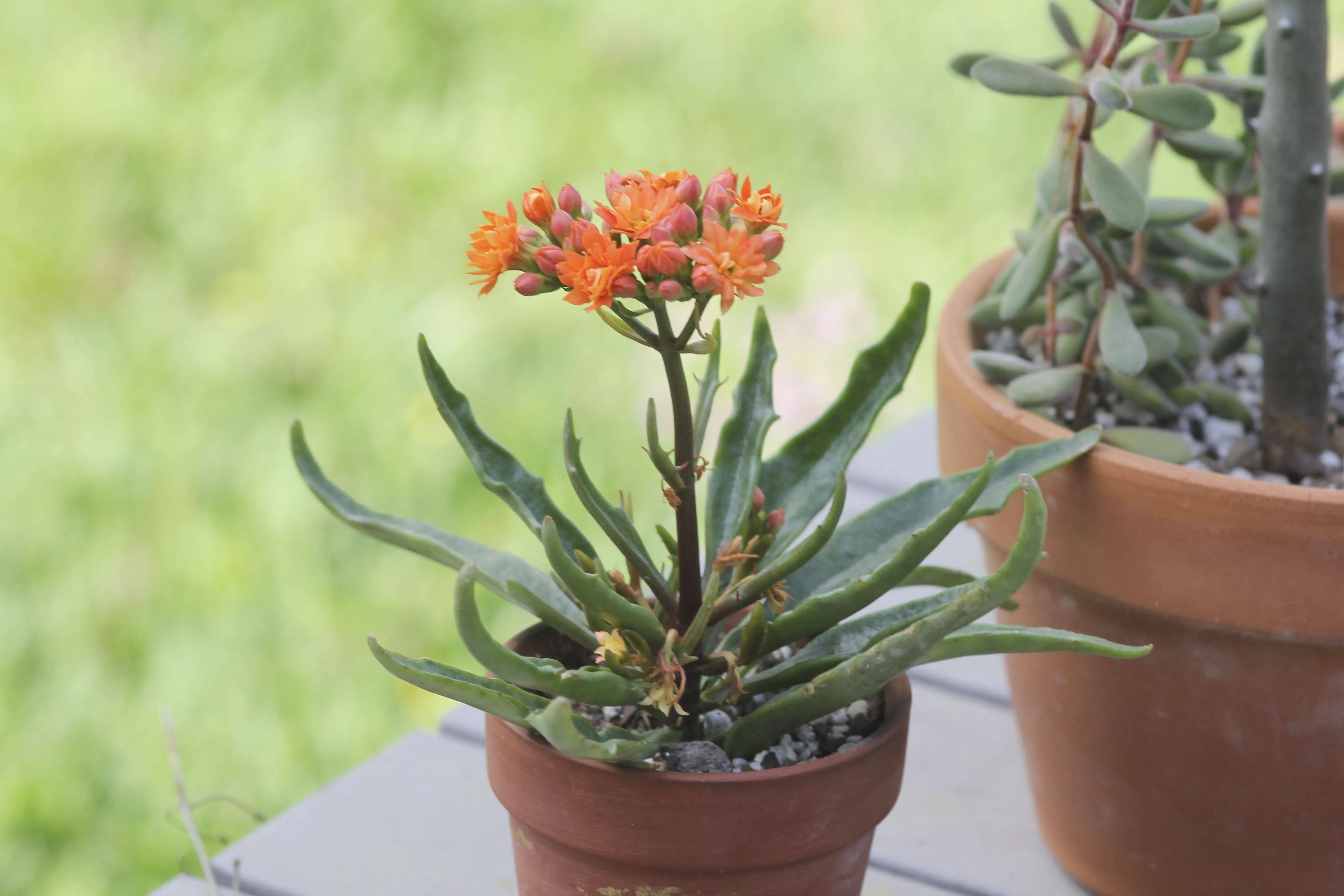 24324 kalanchoe tarantula fertilizing