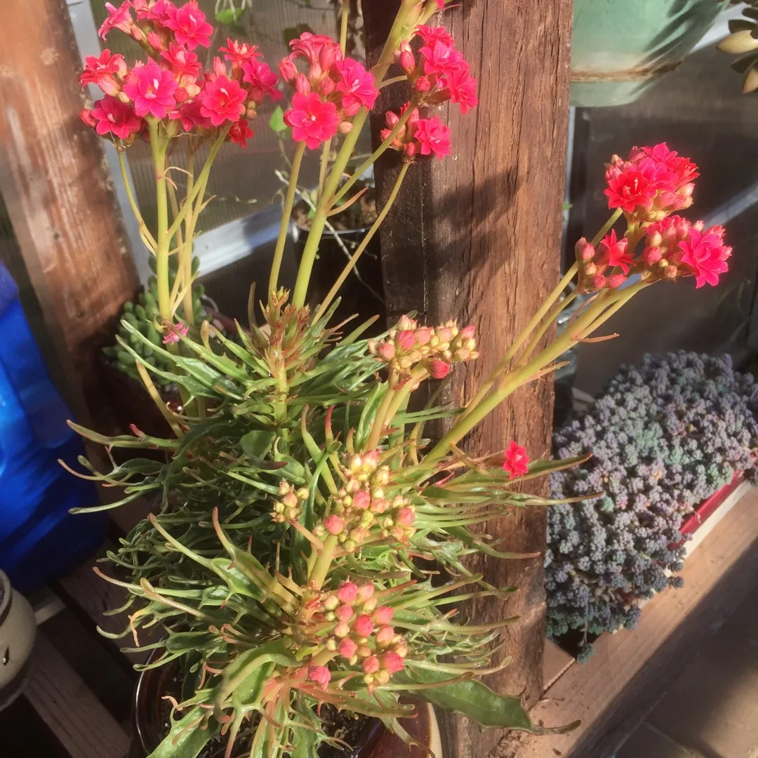 24324 kalanchoe tarantula potting