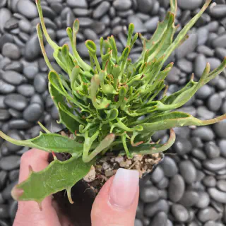/img/24324-kalanchoe-tarantula-propagation.webp