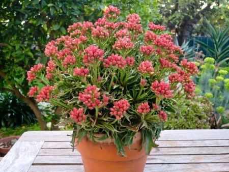 24324 kalanchoe tarantula sunlight