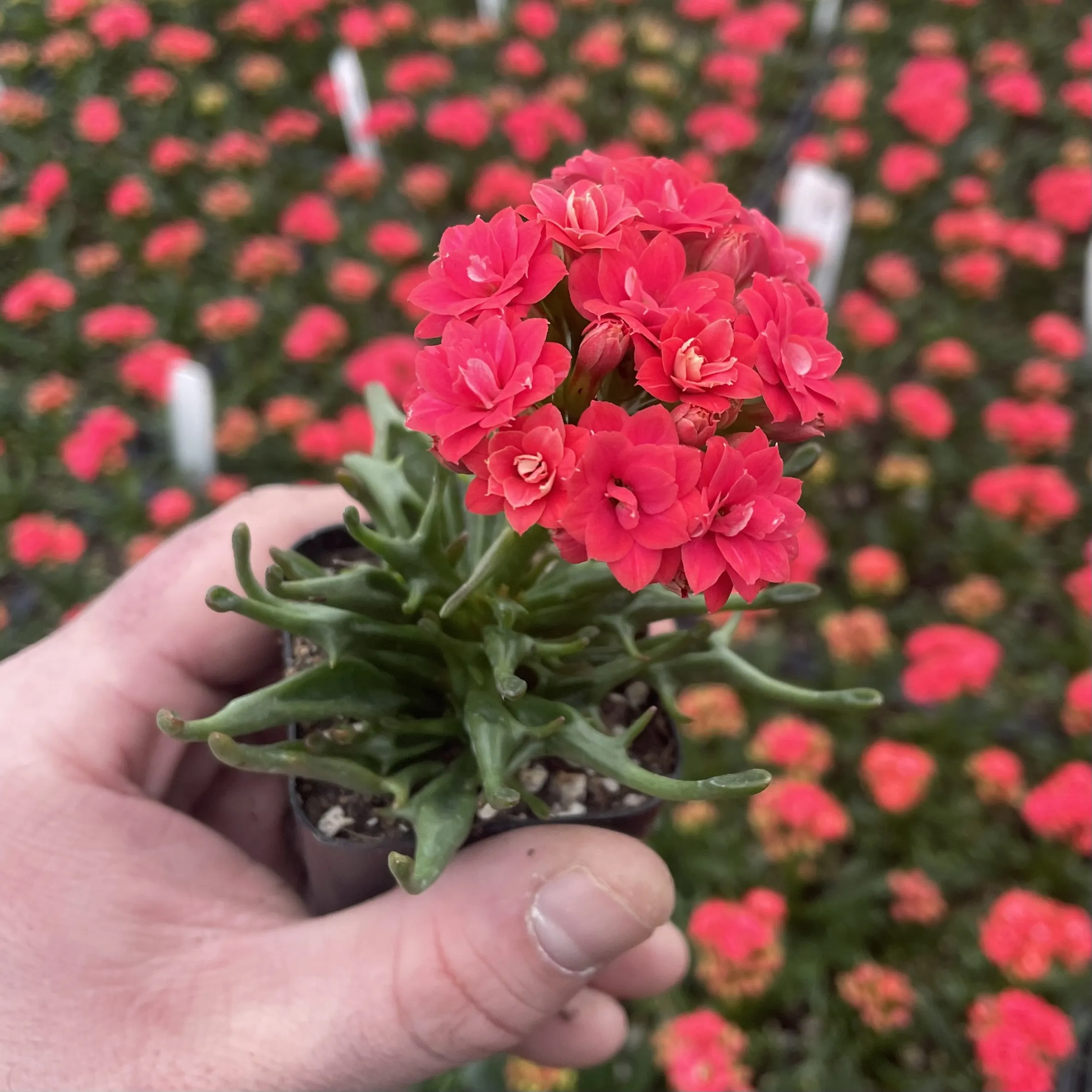 24324 watering kalanchoe tarantula