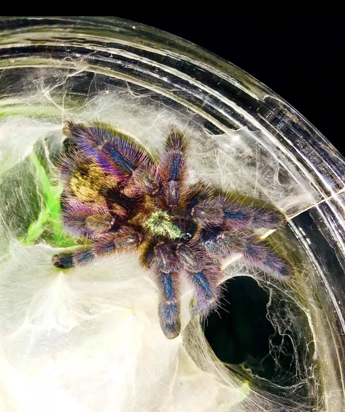 24326 pink toe tarantula eating