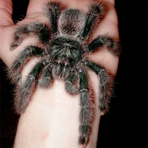 /img/24326-pink-toe-tarantula-videos-quality.webp