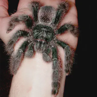 /img/24326-pink-toe-tarantula-videos-quality.webp