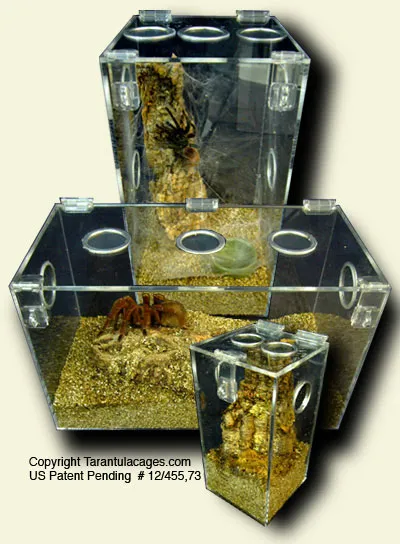 24327 tarantula tank cleaning