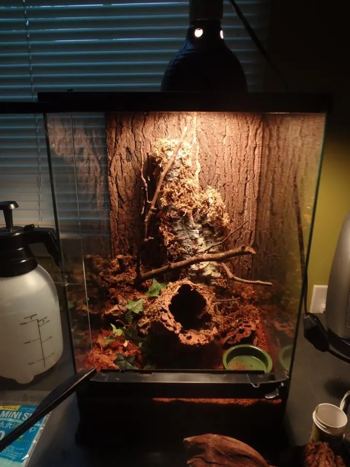 24327 tarantula tank decor