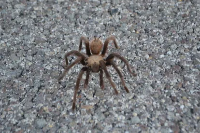 24328 tarantula migration west texas 2