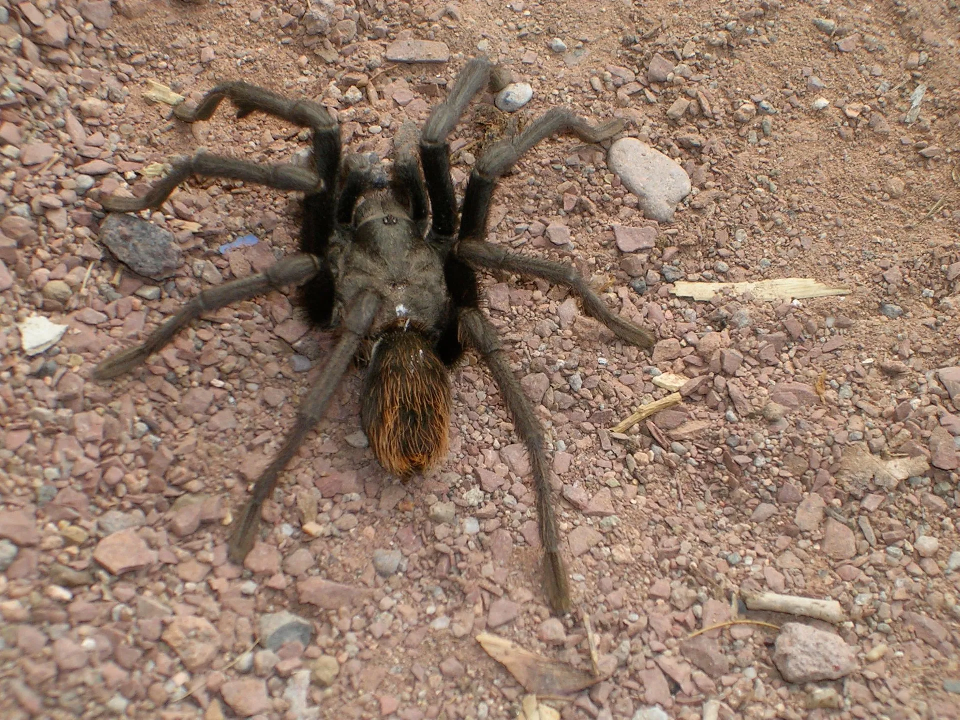 24328 tarantula migration west texas 3