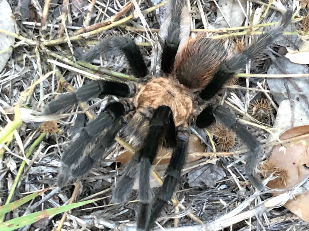 24328 tarantula migration west texas 4