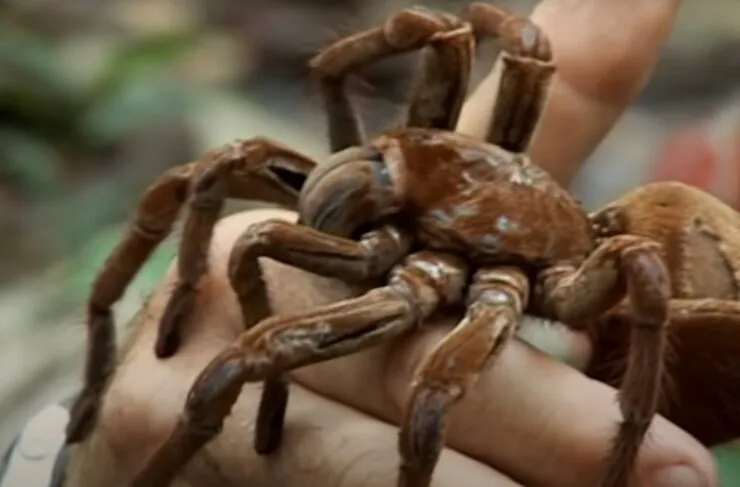 24328 tarantula migration west texas 5
