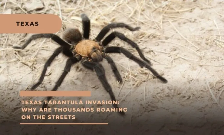 /img/24328-tarantula-migration-west-texas-7.webp