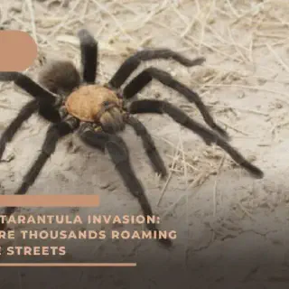 /img/24328-tarantula-migration-west-texas-7.webp