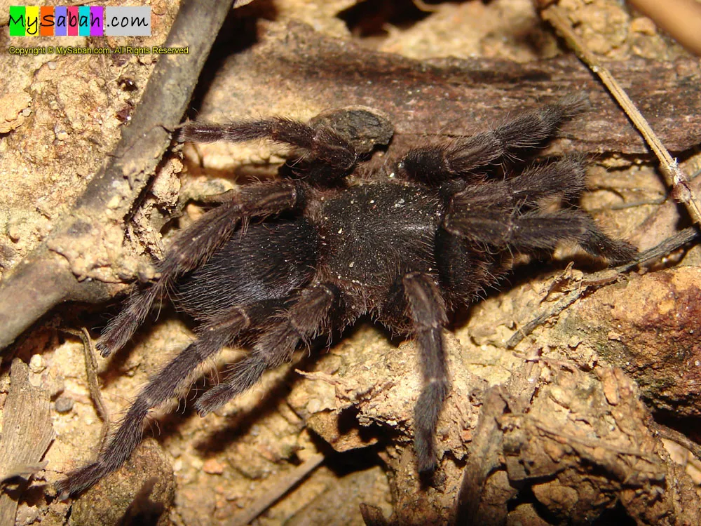 24330 borneo bat eater tarantula behavior