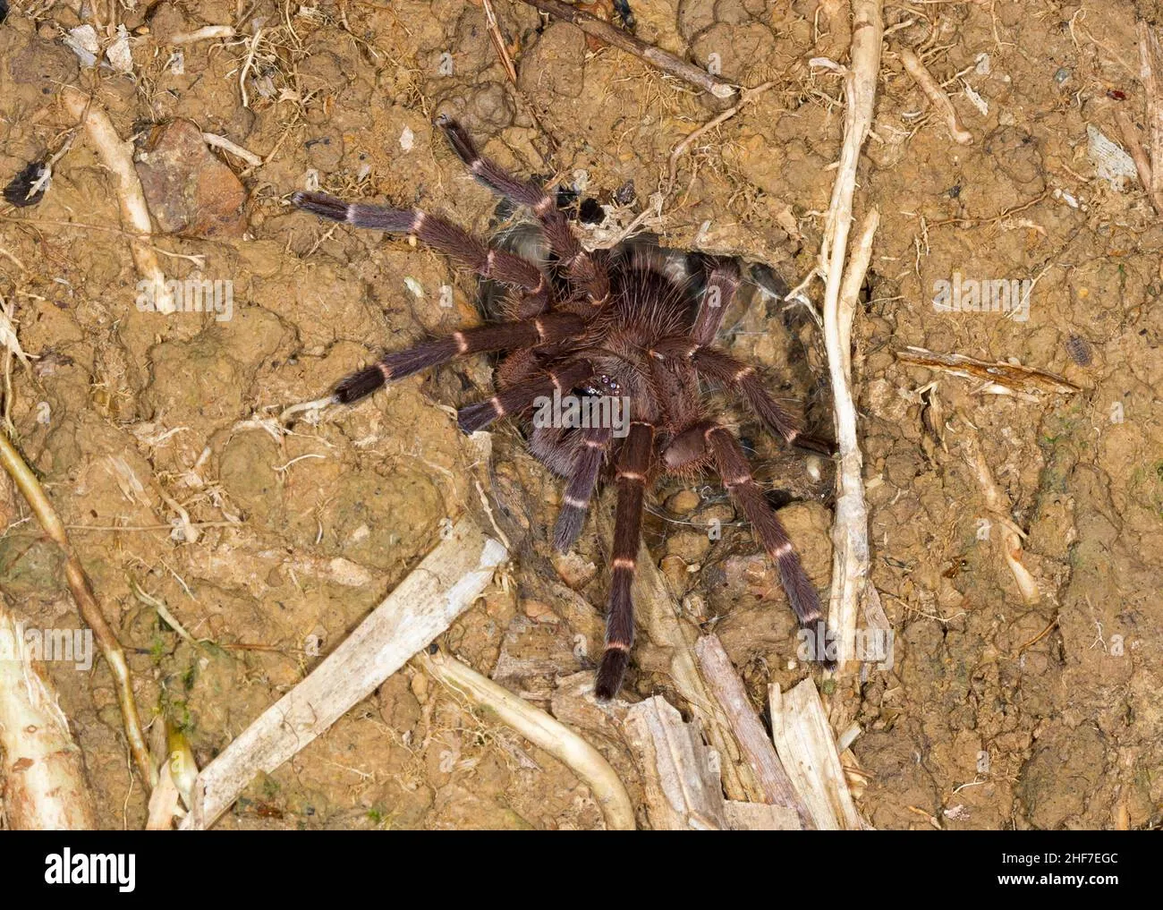/img/24330-borneo-bat-eater-tarantula-conservation.webp