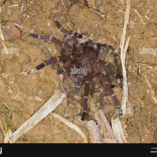 /img/24330-borneo-bat-eater-tarantula-conservation.webp