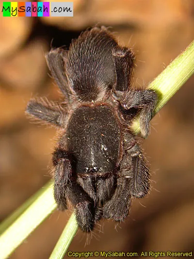24330 borneo bat eater tarantula diet