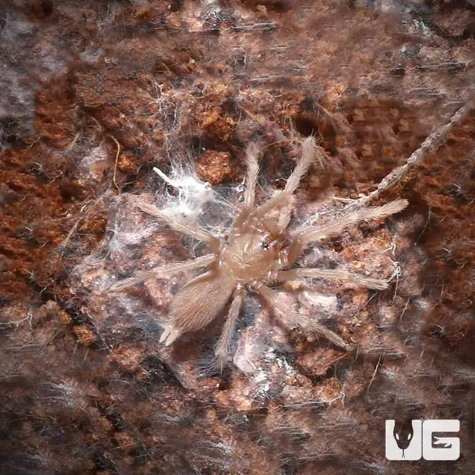 24330 borneo bat eater tarantula habitat
