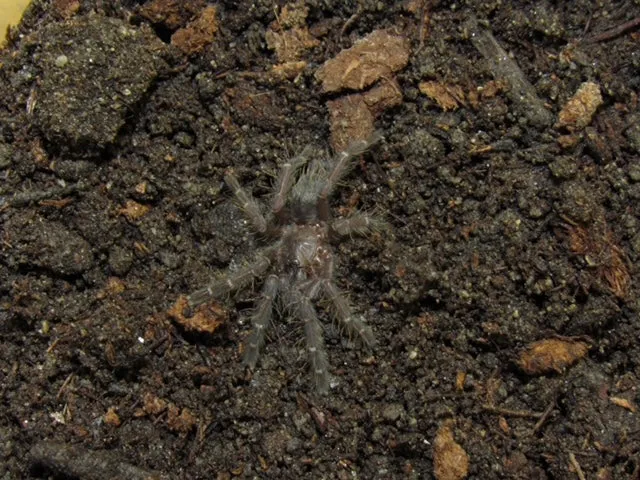 24330 borneo bat eater tarantula intro