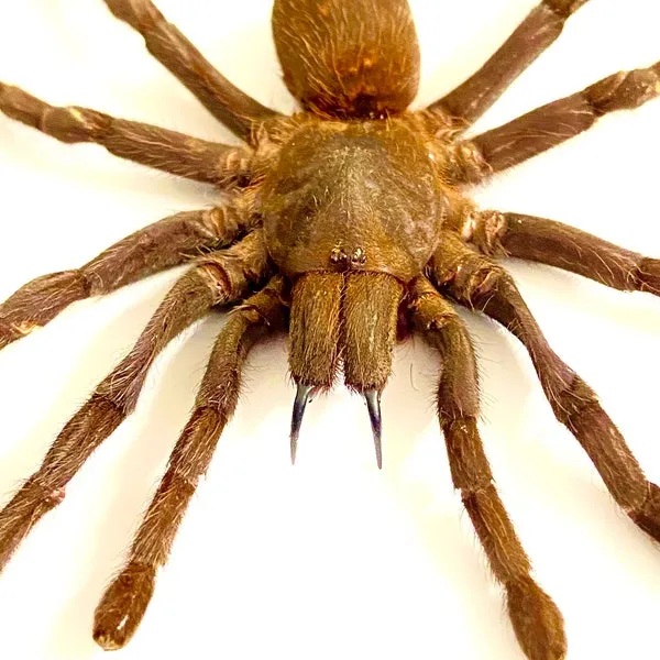 24332 online tarantula forum