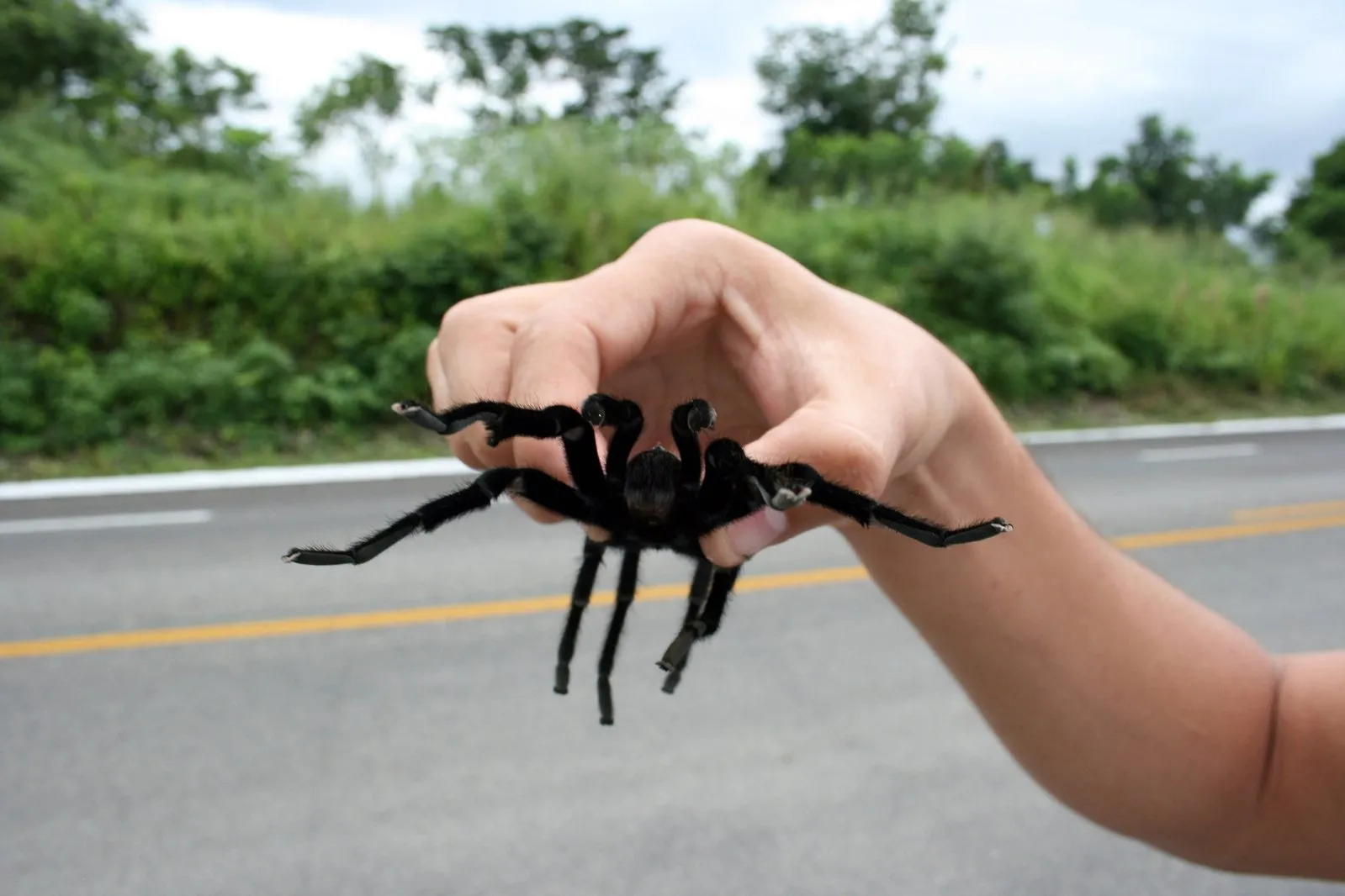 24332 tarantula supplies