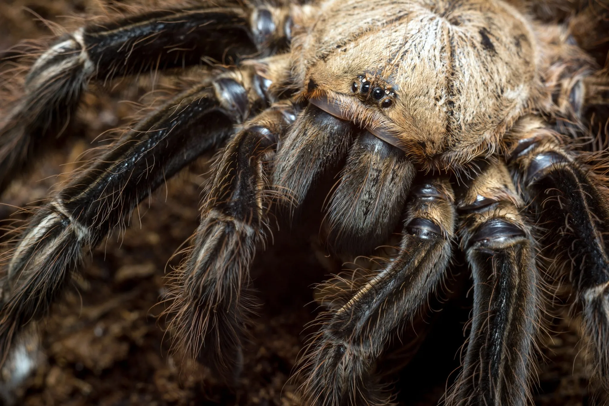 24333 sapien tarantula enclosure