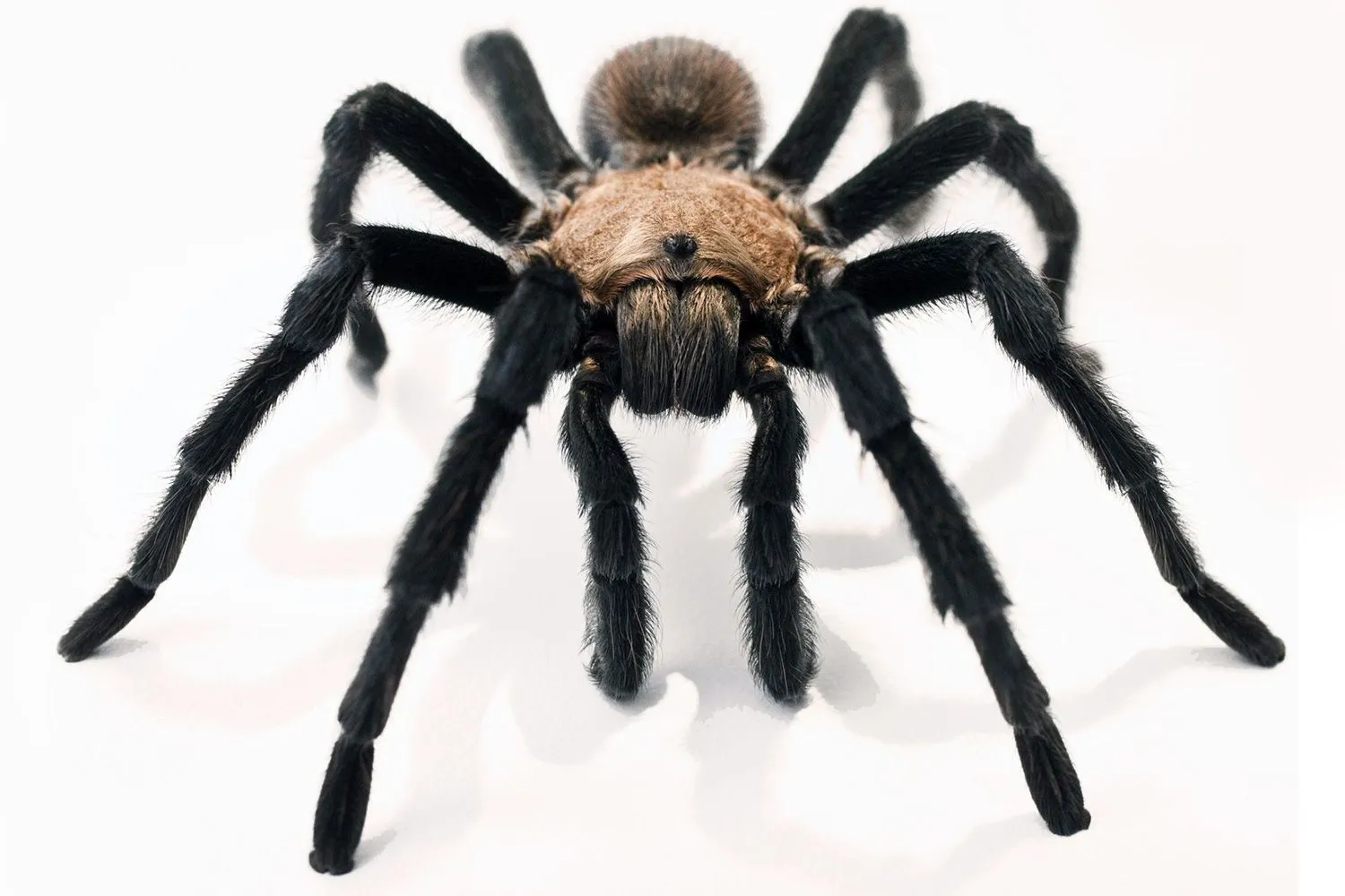 24333 sapien tarantula handling