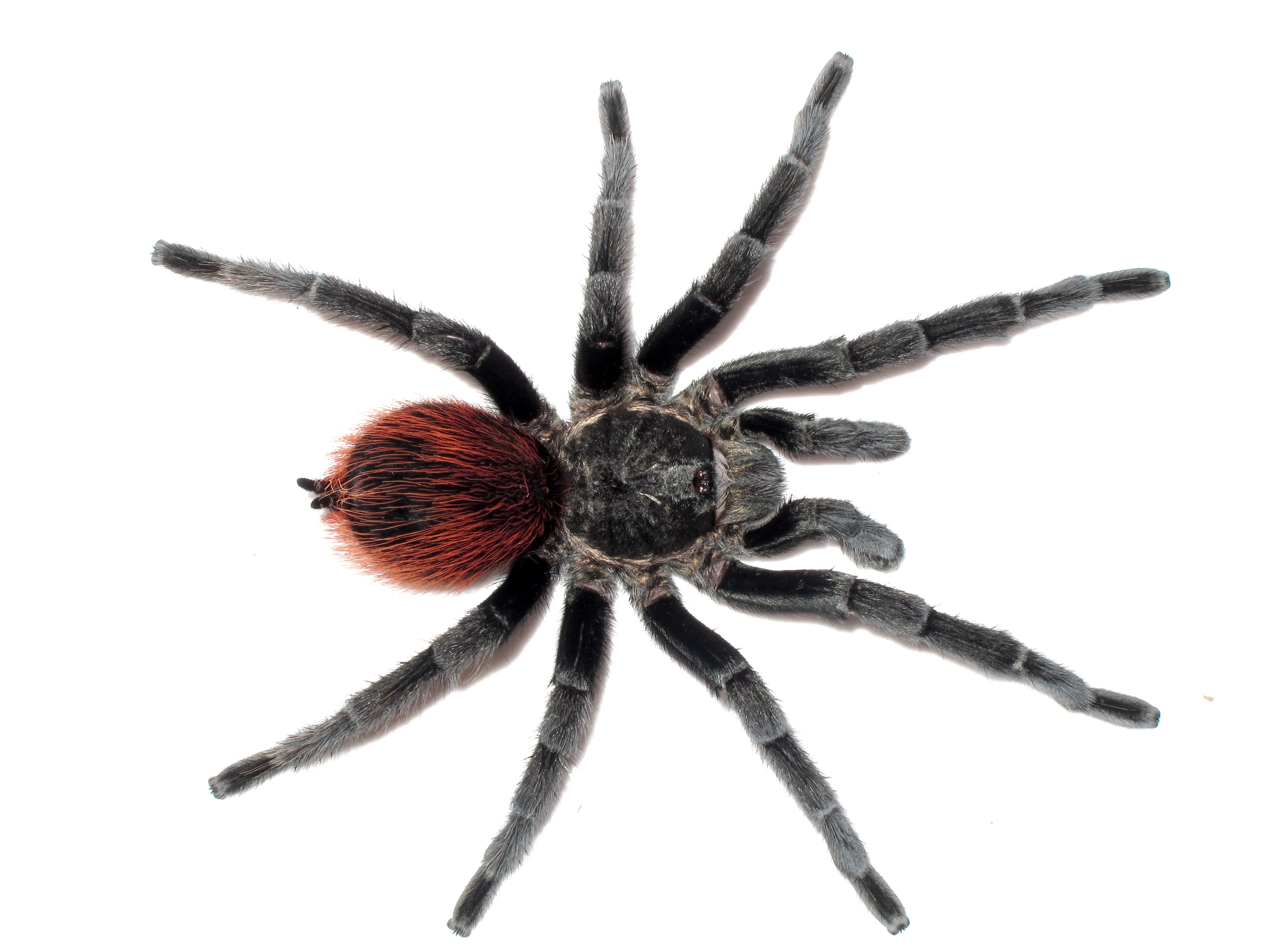 /img/24333-sapien-tarantula-health.webp