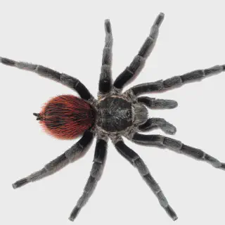 /img/24333-sapien-tarantula-health.webp