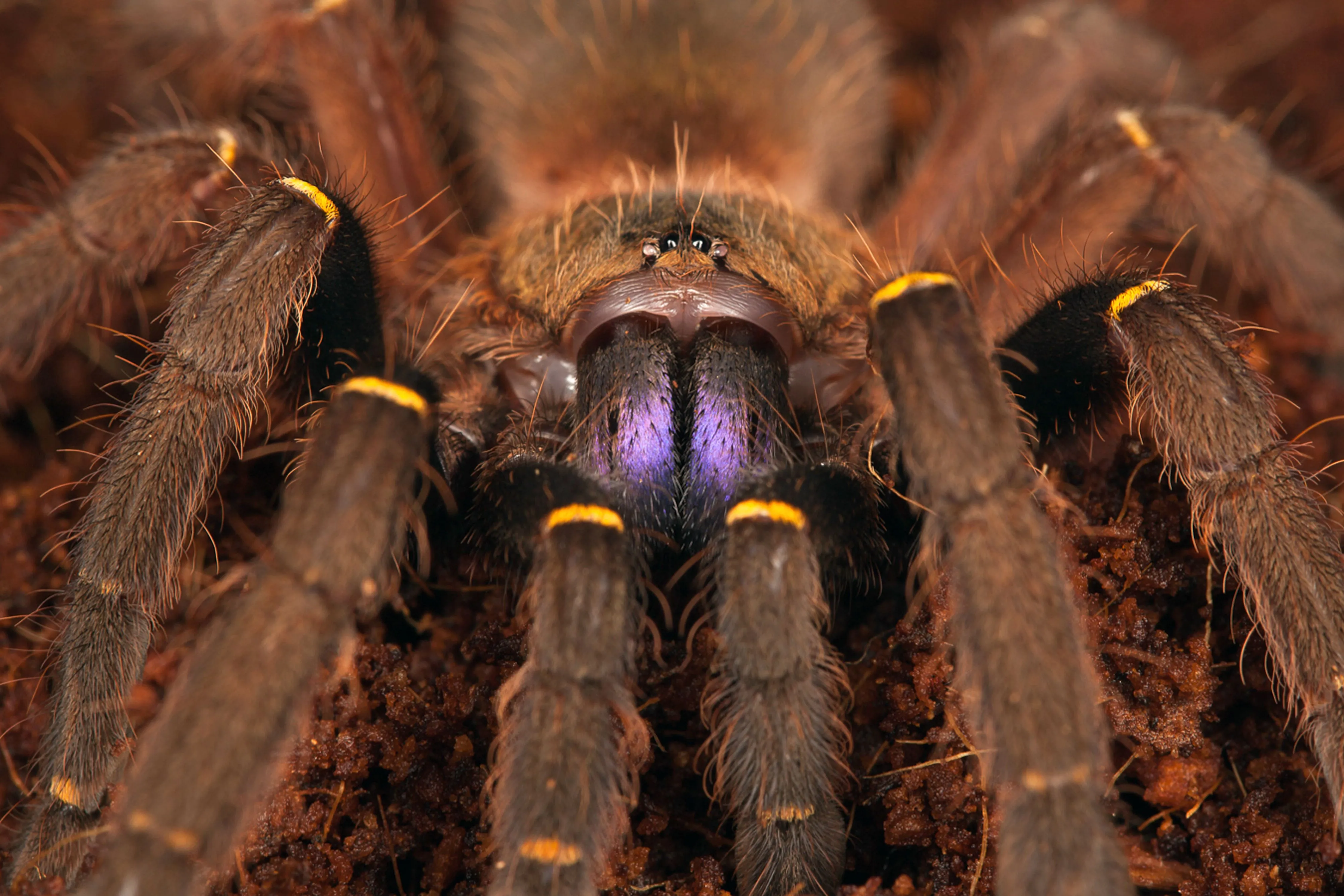 24333 sapien tarantula substrate