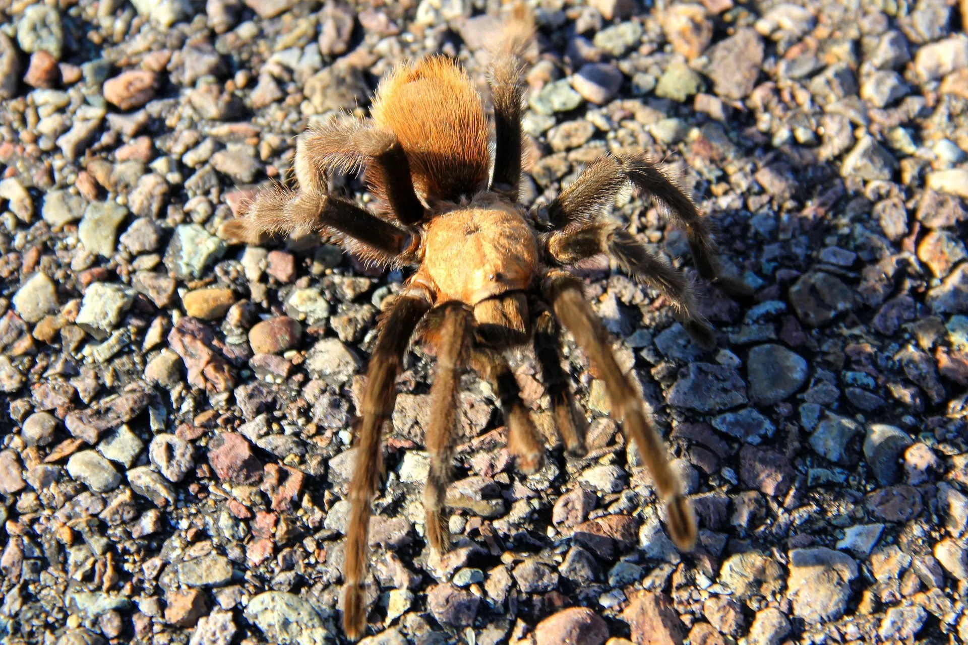 24334 tarantula mating ritual