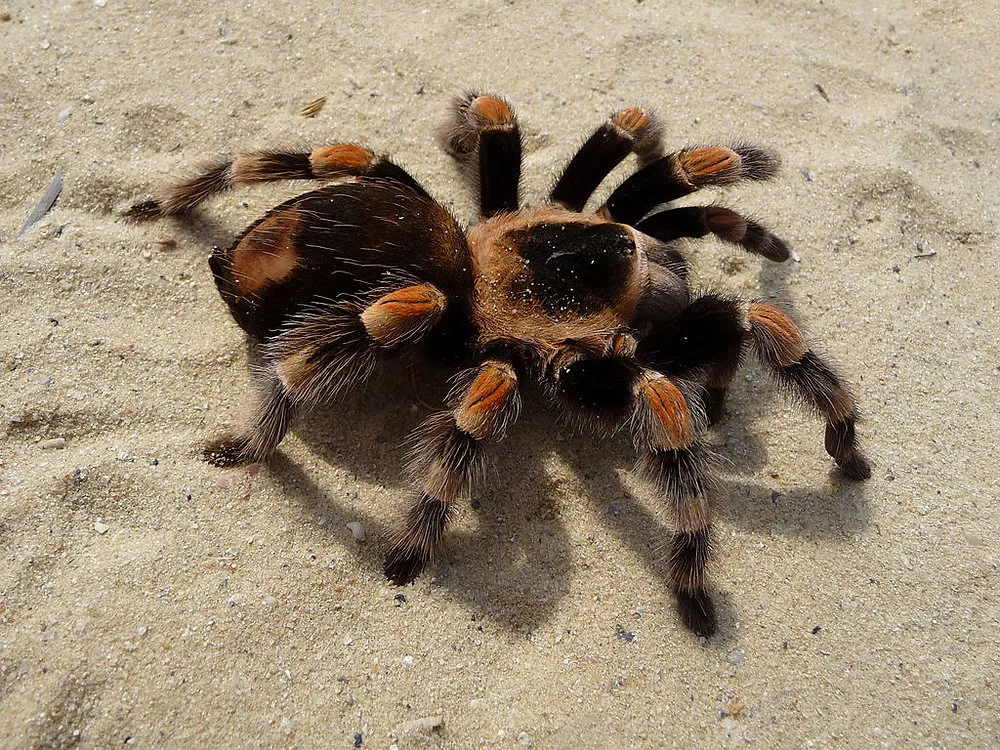 /img/24334-tarantula-migration-safety.webp