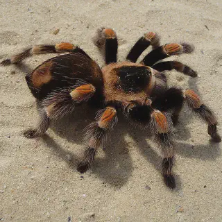 /img/24334-tarantula-migration-safety.webp