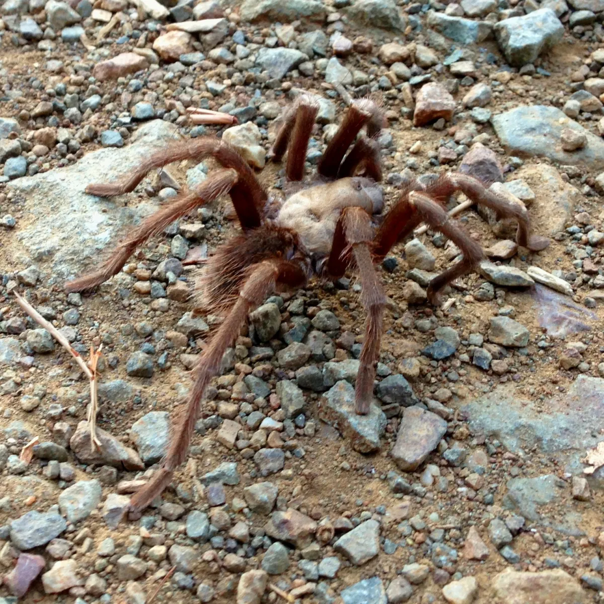 24334 tarantula migration season